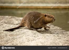 Image result for Castor fiber