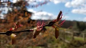 Attēlu rezultāti vaicājumam “Cercidiphyllum japonicum flower”