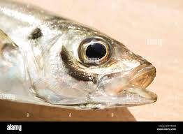 Image result for Trachurus trachurus