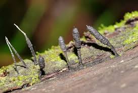 Attēlu rezultāti vaicājumam “Xylaria”