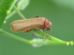 Attēlu rezultāti vaicājumam “Cantharis figurata”