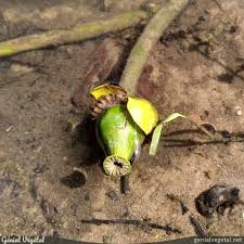 Attēlu rezultāti vaicājumam “Nuphar lutea fruit”