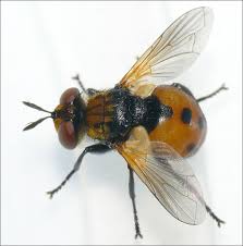 Attēlu rezultāti vaicājumam “Gymnosoma sp.”