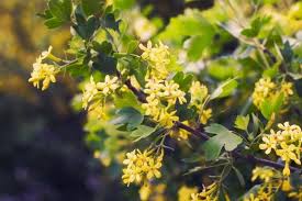 Attēlu rezultāti vaicājumam “Ribes rubrum flower”