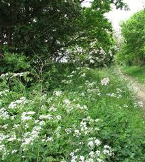 Attēlu rezultāti vaicājumam “Anthriscus sylvestris”