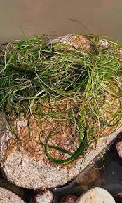 Attēlu rezultāti vaicājumam “Stuckenia pectinata leaf”