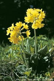Image result for Primula elatior