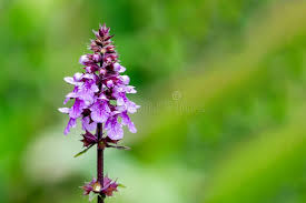 Attēlu rezultāti vaicājumam “Stachys palustris flower”