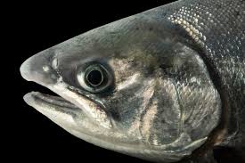 Image result for Oncorhynchus kisutch