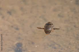 Attēlu rezultāti vaicājumam “Acilius sulcatus male”