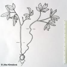 Attēlu rezultāti vaicājumam “Corydalis cava fruit”