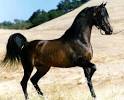 The History of the Arabian Horse