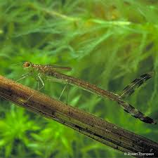 Attēlu rezultāti vaicājumam “Lestes sponsa”