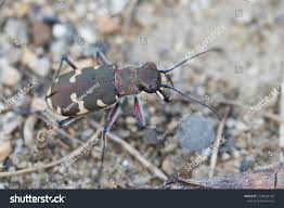 Attēlu rezultāti vaicājumam “Cicindela hybrida”