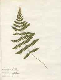 Attēlu rezultāti vaicājumam “Thelypteris palustris”