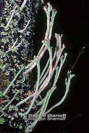 Attēlu rezultāti vaicājumam “Cladonia ochrochlora”