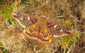 Attēlu rezultāti vaicājumam “Saturnia pavonia cocoon”