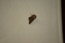 Attēlu rezultāti vaicājumam “Orthosia cruda”