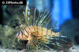 Image result for Pterois volitans