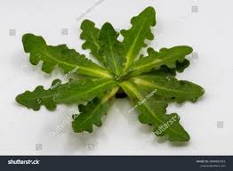 Attēlu rezultāti vaicājumam “Hypochaeris radicata leaf”