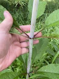 Attēlu rezultāti vaicājumam “Physarum pezizoideum stalked”