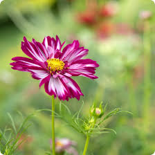 Image result for Cosmos bipinnatus `Double Click`