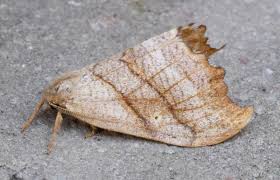 Attēlu rezultāti vaicājumam “Falcaria lacertinaria”