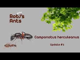 Attēlu rezultāti vaicājumam “Camponotus herculeanus”