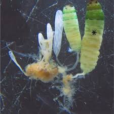 Attēlu rezultāti vaicājumam “Leucochloridium paradoxum”