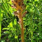 Attēlu rezultāti vaicājumam “Orobanche reticulata”