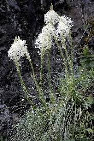 Attēlu rezultāti vaicājumam “Hygroamblystegium tenax”