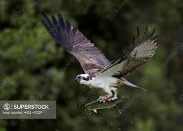 Image result for Pandion haliaetus