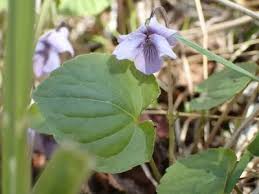 Attēlu rezultāti vaicājumam “Viola epipsila leaf”
