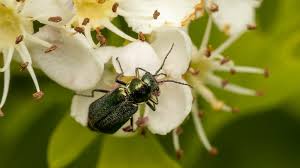 Attēlu rezultāti vaicājumam “Malachius bipustulatus”