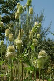 Image result for Dipsacus laciniatus