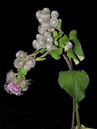 Attēlu rezultāti vaicājumam “Arctium tomentosum fruit”