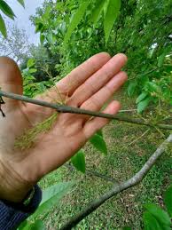 Attēlu rezultāti vaicājumam “Fraxinus pennsylvanica”
