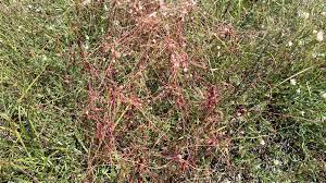 Attēlu rezultāti vaicājumam “Cuscuta epithymum subsp. trifolii flower”