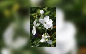 Image result for Levkoje