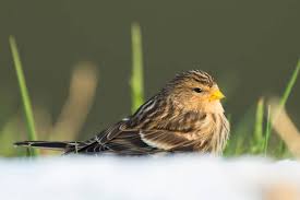 Image result for twite photo