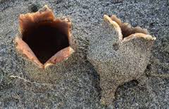 Attēlu rezultāti vaicājumam “Peziza ammophila”