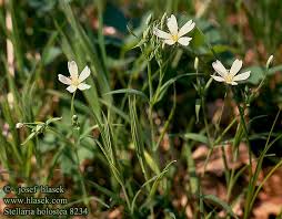 Attēlu rezultāti vaicājumam “Stellaria holostea”