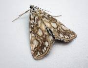 Attēlu rezultāti vaicājumam “Elophila nymphaeata”