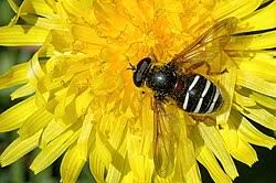 Attēlu rezultāti vaicājumam “Sericomyia lappona”