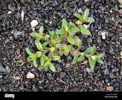 Attēlu rezultāti vaicājumam “Cerastium holosteoides fruit”