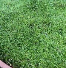 Attēlu rezultāti vaicājumam “Sagina procumbens”