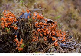 Attēlu rezultāti vaicājumam “Leocarpus fragilis macro”