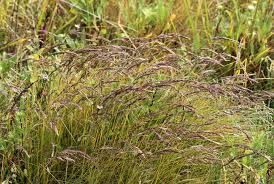 Attēlu rezultāti vaicājumam “Festuca rubra subsp. rubra fruit”
