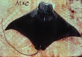 Image result for Rhinoptera bonasus