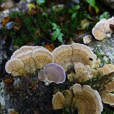 Attēlu rezultāti vaicājumam “Inonotus leporinus”